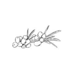 Engraved sea buckthorn, vector hand drawn branch with berries and leaves, summer ripe fruit natural healthy food