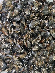 Pile of mussles in the supermarket. Flat lay background