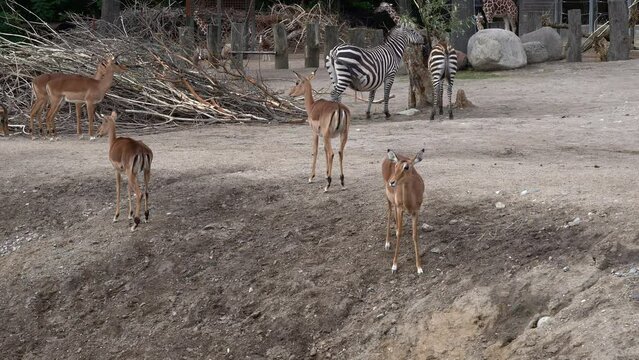 Impala and Zebra together inside European zoo - Handheld static with aimals walking in front