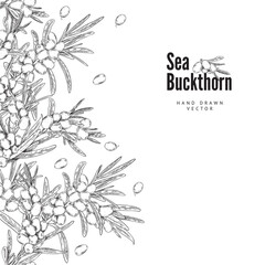 Hand drawn label with sea buckthorn, vector engraved label with berries and leaves, summer fruit with logo