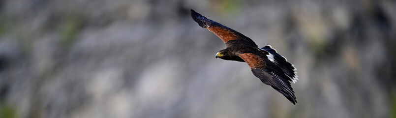 Wüstenbussard // Harris’s Hawk (Parabuteo unicinctus) 