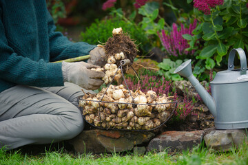 A person digs up topinambur tubers in the garden  - obrazy, fototapety, plakaty