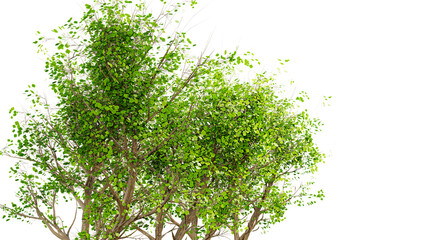 tree tropical green leaves isolated on transparent background