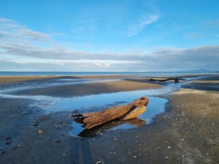 Closeup of a  weathered log  on the beach under the blue sky © Wirestock