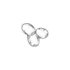 Sea buckthorn berries, hand drawn vector illustration in sketch style, isolated on white.