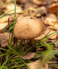 Mushrooms boletus grow in the autumn forest. Close-up