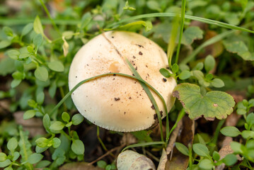 Poisonous mushroom in the ground in the forest in autumn