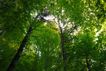 Lush green forest view from inside. Low angle shot of trees.
