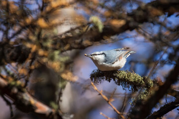 Nuthatch holding a seed in its beak