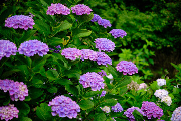 満開に咲いた濃い紫色の紫陽花