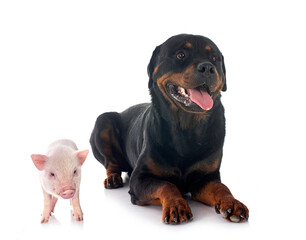 miniature pig and rottweiler