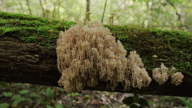 Coral mushroom Hericium coralloides growing on dry tree trunk covered with moss in forest.