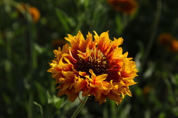 Yellow flower blooming with green background