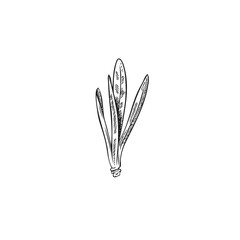 Sea buckthorn leaves, vector illustration in sketch style, isolated on white.