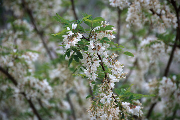 Bunches of white acacia.