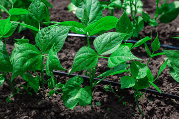 Green bean seedlings