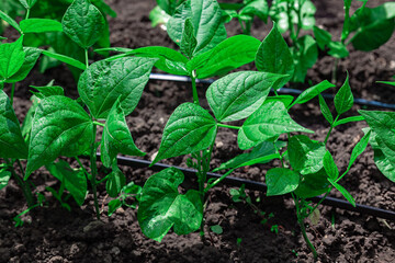 Green bean seedlings