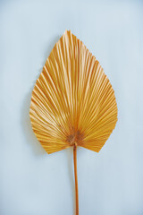 Tropical dry palm leaf on white background. dry palm leaves for interior decoration. Flat lay, Top view with copy space.