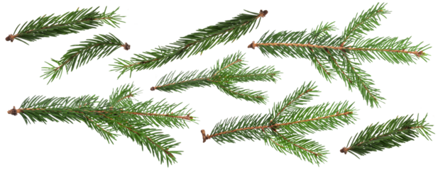 Christmas Fir branch isolated png transparent. christmas tree. Christmas green spruce branch. Object for christmas card, packaging, banner, calendar.