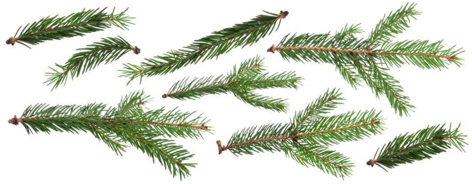 Christmas Fir branch isolated png transparent. christmas tree. Christmas green spruce branch. Object for christmas card, packaging, banner, calendar.