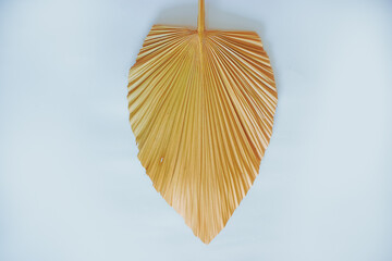 Tropical dry palm leaf on white background. dry palm leaves for interior decoration. Flat lay, Top view with copy space.