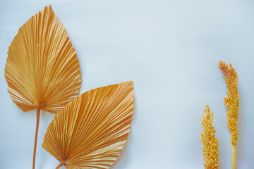 Tropical dry palm leaf on white background. dry palm leaves for interior decoration. Flat lay, Top view with copy space.