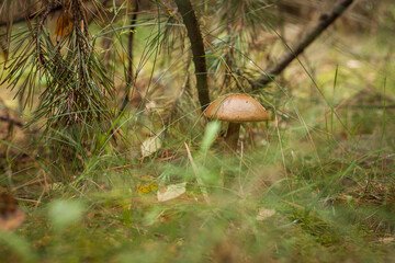 Edible mushroom brown cap boletus (Leccinum scabrum). Small depth of field