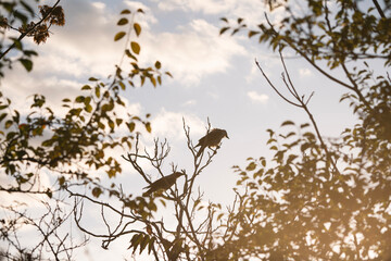 Two crows standing on a tree at golden hour