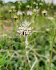dandelion in the grass