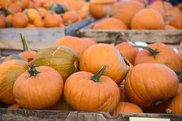 Pumpkins on farmer's market