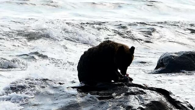 Ezo brown bear in Rausu, Shiretoko, Hokkaido
