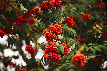 Rowanberry tree texture. Orange berries background. Fruits used to make liquor. Ashberry on a tree closeup. Mountain Ash berries in garden. Dark autumn background. Fall season colors.