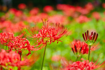 赤い曼珠沙華の花