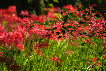 赤い曼珠沙華の花