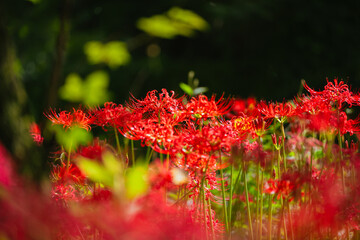 赤い曼珠沙華の花