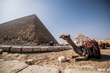 Camello descansando delante de las pirámides, Egipto