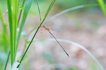 Dragonflies found in the forest.