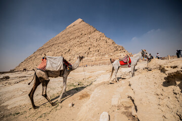 Camellos subiendo cuesta arriba hacía una pirámide, desierto de Guiza, Egipto