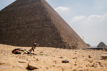 Fototapeta na wymiar Camello en reposo junto a una pirámide, Egipto, turismo viaje