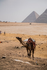 Camello en el desierto de Guiza, pirámides. Turismo y viaje