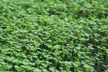 Young radish sprouts growing densely in the vegetable garden.