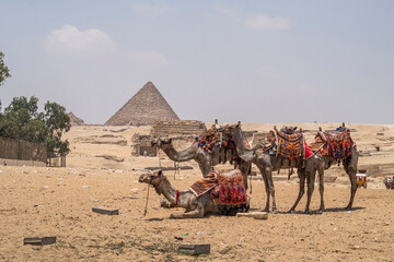 Egipto, tres camellos. Concepto viajes. Pirámide 