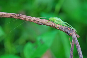 Eugryllacris found in the forest.