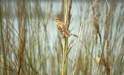 Common tailorbird sitting on a grass tree in the jungle
