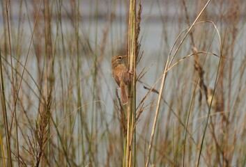 Common tailorbird sitting on a grass tree in the jungle