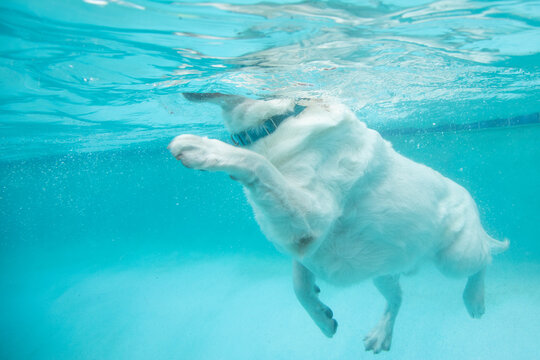 Underwater view of an English Labrador retriever swimming underwater in a swimming pool