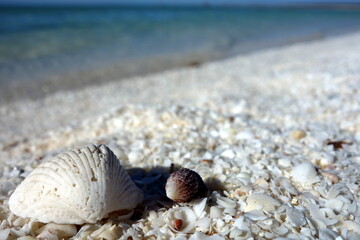 Shell Beach, shell close up and water in the backround Australia