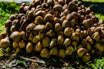 Fiber cap mushrooms (Inocybe asterospora) growing in a forest