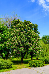 Fototapeta na wymiar Horse chestnut (Aesculus or Hippocastanum) blossoming at spring