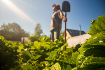The farmer stands with a shovel in the garden at the farm. Gardening concept. Agricultural work on...